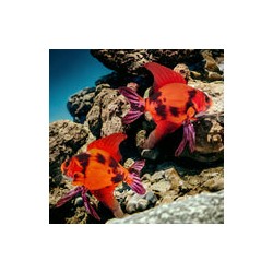 Peluche Pez Angel Red Devil