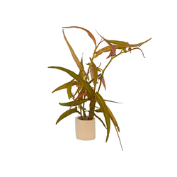 Persicaria Praetermissa