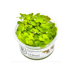 Phyllanthus Fluitans