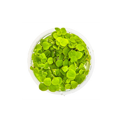 Phyllanthus Fluitans