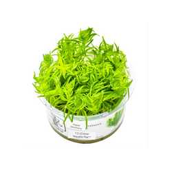 POGOSTEMON DECCANENSIS 053F TC