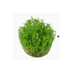 POGOSTEMON DECCANENSIS 053F TC