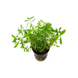 Proserpinaca Palustris