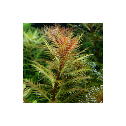 Proserpinaca Palustris