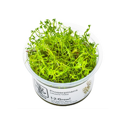 PROSERPINACA PALUSTRIS CUBA 037C TC