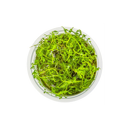 PROSERPINACA PALUSTRIS CUBA 037C TC