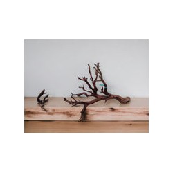 RAÍZ MANZANITA ACUARIOS Med #104