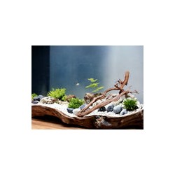 RAÍZ MANZANITA ACUARIOS Mediana  #7