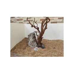 RAÍZ MANZANITA ACUARIOS Mediana #9