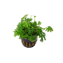 Ranunculus Inundatus