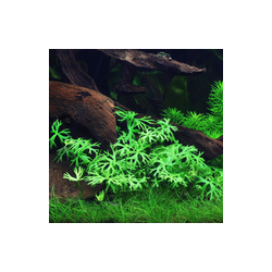 Ranunculus Inundatus