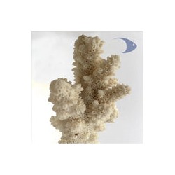 Roca Base Decoline Ramificada Branch