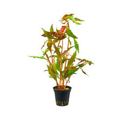 Alternanthera Reineckii