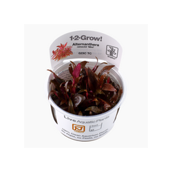 ALTERNANTHERA REINECKII 'MINI' 023C TC