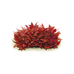 Alternanthera Reineckii Mini "In Vitro"