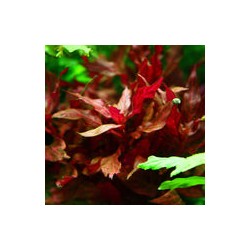 Althernanthera R. Rosanervig