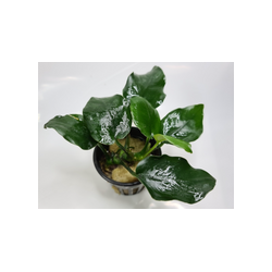 Anubia Thick Leaf