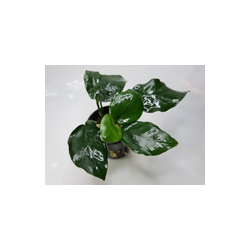 Anubia Thick Leaf