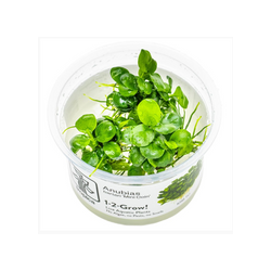 ANUBIAS BARTERI 'MINI COIN' 101B TC