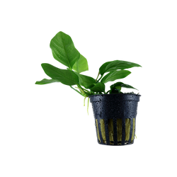 ANUBIAS BARTERI PETITE 101