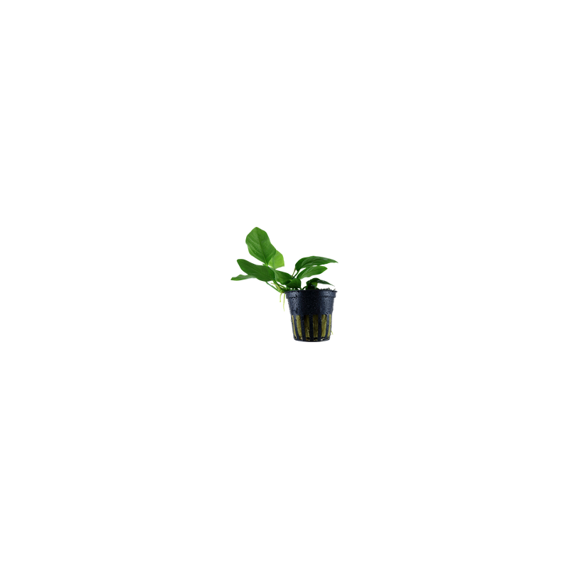 ANUBIAS BARTERI PETITE 101