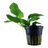 ANUBIAS BARTERI PETITE 101