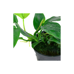 ANUBIAS BARTERI PETITE 101