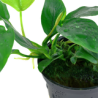 ANUBIAS BARTERI PETITE 101