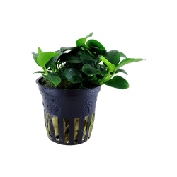ANUBIAS BARTERI PETITE 101H