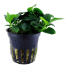 ANUBIAS BARTERI PETITE 101H