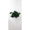 ANUBIAS BARTERI PETITE 101H