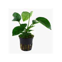 ANUBIAS BARTERI VAR. CALADIIFOLIA 101U