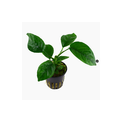 ANUBIAS BARTERI VAR. CALADIIFOLIA 101U