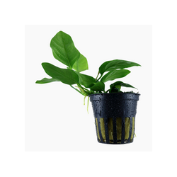 ANUBIAS BARTERI VAR. NANA 101