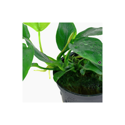 ANUBIAS BARTERI VAR. NANA 101
