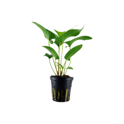 ANUBIAS GRACILIS 101D