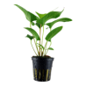 ANUBIAS GRACILIS 101D