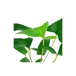 ANUBIAS GRACILIS 101D