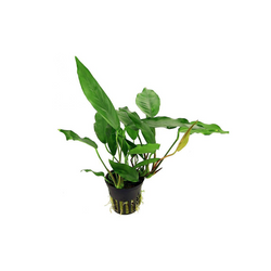 Anubias minima maceta