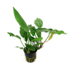 Anubias minima maceta