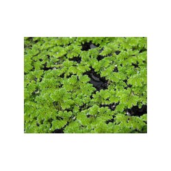 Azolla Flotante BOLSA