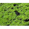 Azolla Flotante BOLSA