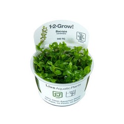 Bacopa Caroliniana (In-Vitro) 043 TC