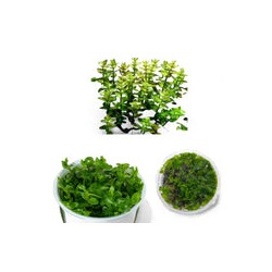 Bacopa Caroliniana (In-Vitro) 043 TC