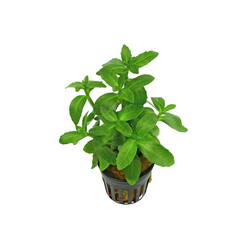 Bacopa Madagascariensis