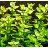 Bacopa Madagascariensis