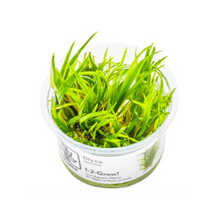 BLYXA JAPONICA 057 TC