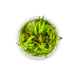 BLYXA JAPONICA 057 TC