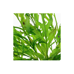 BOLBITIS HEUDELOTII 006