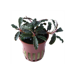 BUCEPHALANDRA 'KEDAGANG' 139B